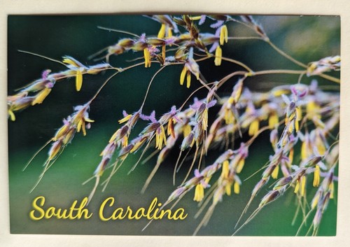 Cartolina fogliame - cartolina, sc: