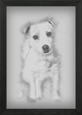Jack Russell cucciolo 3 mesi