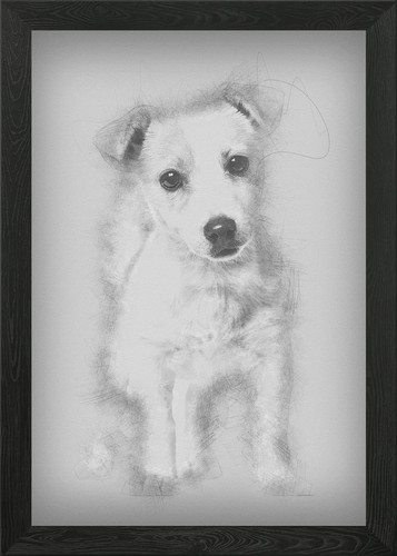 Jack russell cucciolo - jack, 3