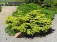 Ginepro tappezzante "Juniperus