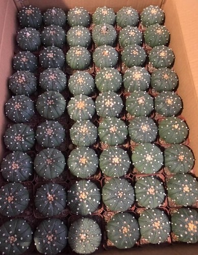 20pcs 5cm astrophytum - 20pcs,