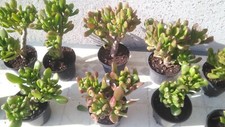 Crassula ovata hobbit gollum - crassula,