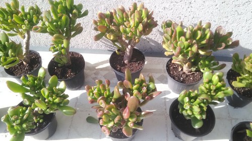Crassula ovata hobbit gollum - ovata,