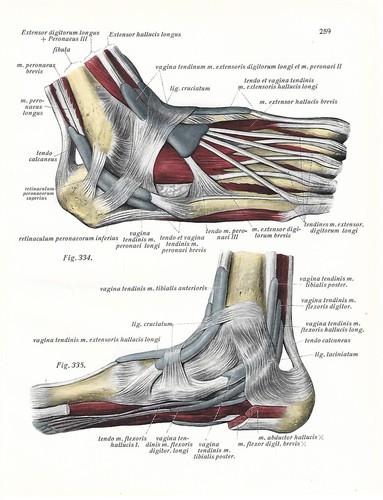 Stampa antica anatomia - stampa,