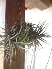 Tillandsia pianta aerea - -,