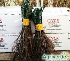 10x Barbatelle di vite