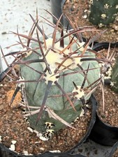 Rara pianta succulenta