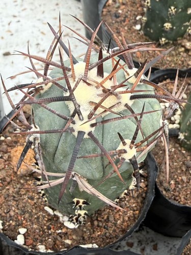 Rara pianta succulenta