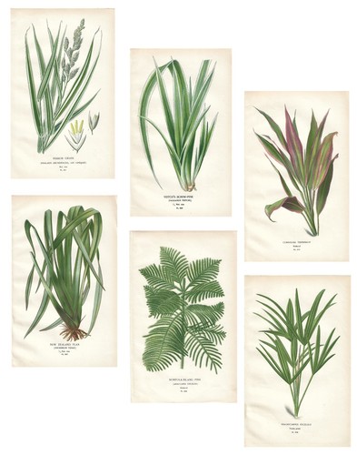 Stampe antiche botanica - stampe,