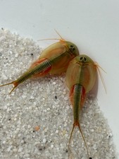 Triops Longicaudatus - Uova