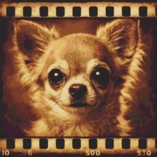 Chihuahua cucciolo cane echi