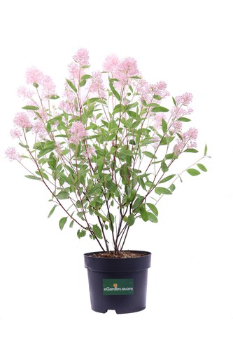 Pianta ceanoto ceanothus - pianta,
