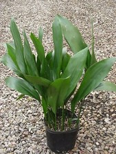 ASPIDISTRA ELATIOR    