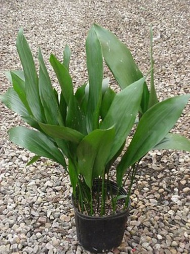 Aspidistra elatior - aspidistra,
