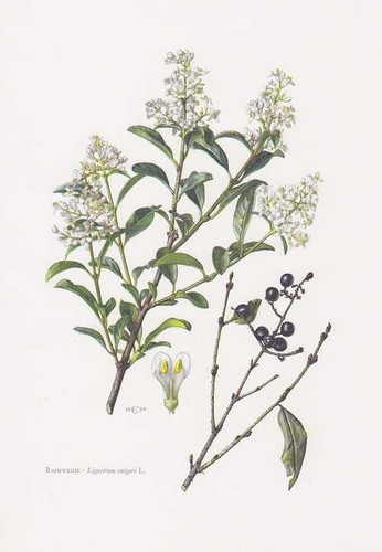 Liguster ligustrum volgare - -,