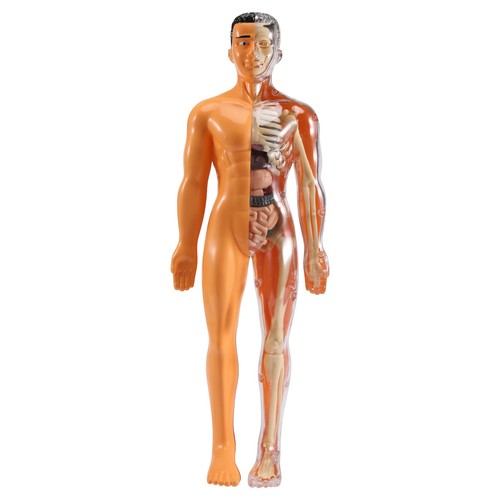 Modello anatomico corpo umano
