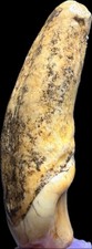 👀 Fantastico raro fossile