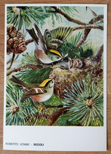 CARTOLINA REGOLI CACCIA ROBERTO LEMMI CACCIATORE EDITORIALE OLIMPIA