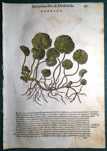 Stampa antica mattioli - stampa,