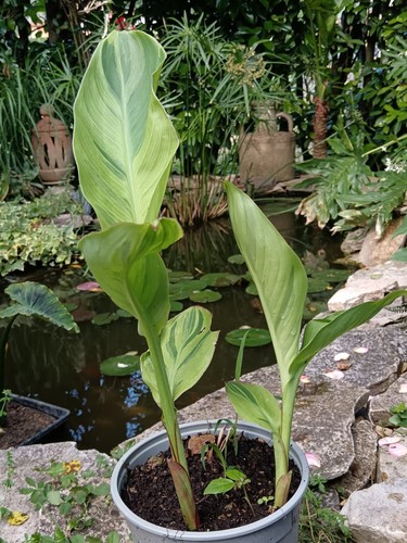 Pianta canna wolfsong foglia - canna,