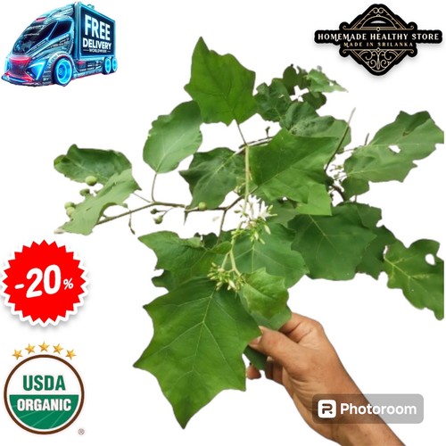 New dried turkey - berry, leaves