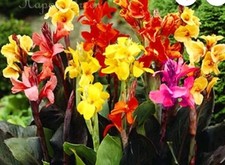 10 SEMI DI CANNA INDICA "MIX DI COLORI Raccolti 02 07 2025