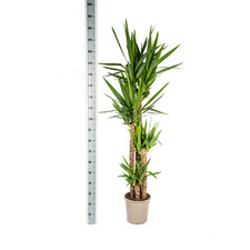 Giglio palma gigante yucca - gigante,