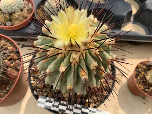 049 copiapoa dealbata wysiwyg - copiapoa,