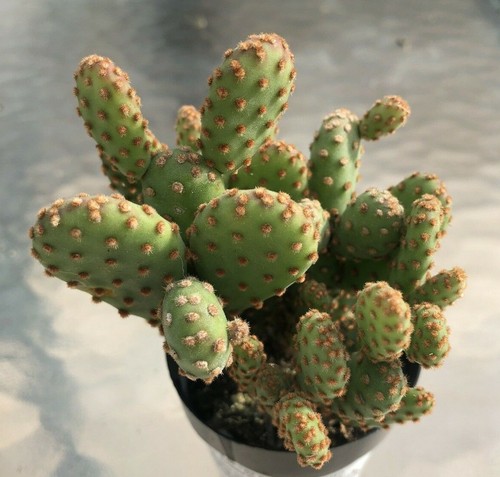 Opuntia rufida minima - rufida,