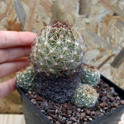 Coryphantha nickelsae vaso - nickelsae, 9