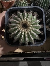 vaso 8,5 cm Uebelmannia cactus