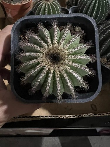 Vaso uebelmannia cactus - 8,5, cm