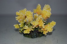 Dettagliato Acquario Corallo