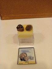 Fossile atrypa 430 milioni - di,