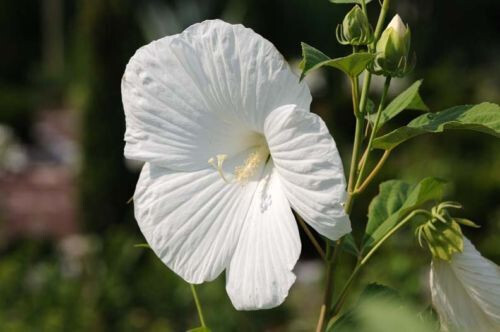 Semi hibiscus syriacus - 25-semi, -hibiscus