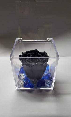 Rosa blu notte - , stabilizzata