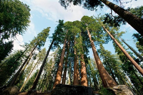 California sequoia foresta - sequoia,