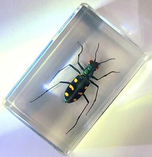 Scarabeo tigre indonesiano 44 mm in resina lucite trasparente scienza educazione esemplare