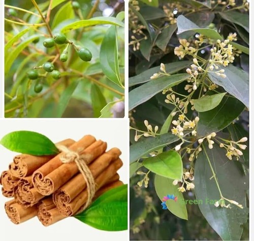 Semi cinnamomum verum - 5,