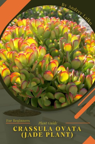 Crassula ovata - , (jade