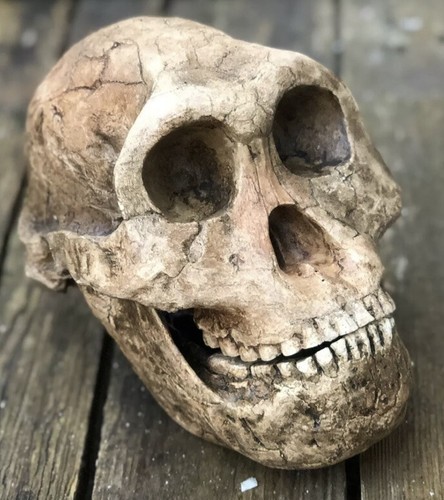 Australopithecus
