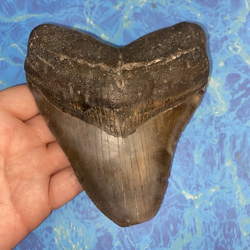 Megalodonte dente squalo - megalodonte, di