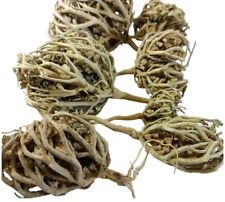 Rosa di Gerico Fiore di Maria Anastatica Hierochuntica 100% Naturale كف مريم