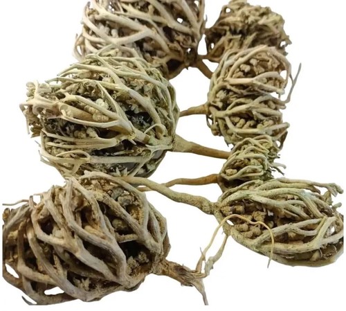 Rosa gerico fiore - fiore, di