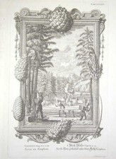 PHYSICA SACRA - Arca ex Gopher - su rame, originale del '700