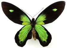 Ornithoptera victoriae - ornithoptera,