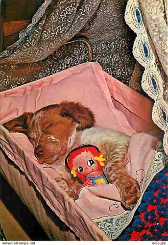 Postcard animals dogs - animals,