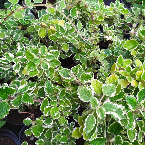 Piante incenso variegato3 - piante,