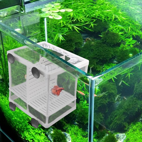 Acquario pesciera guppy - acquario,