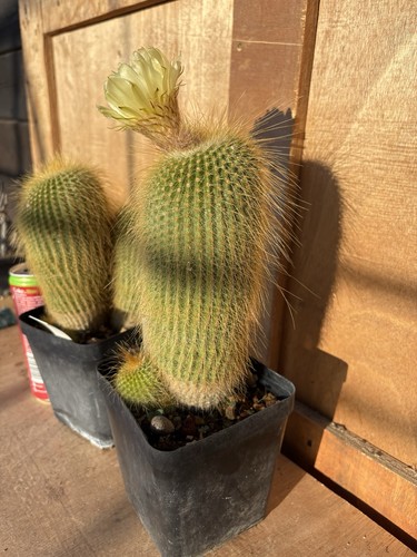 Notocactus leninghausii